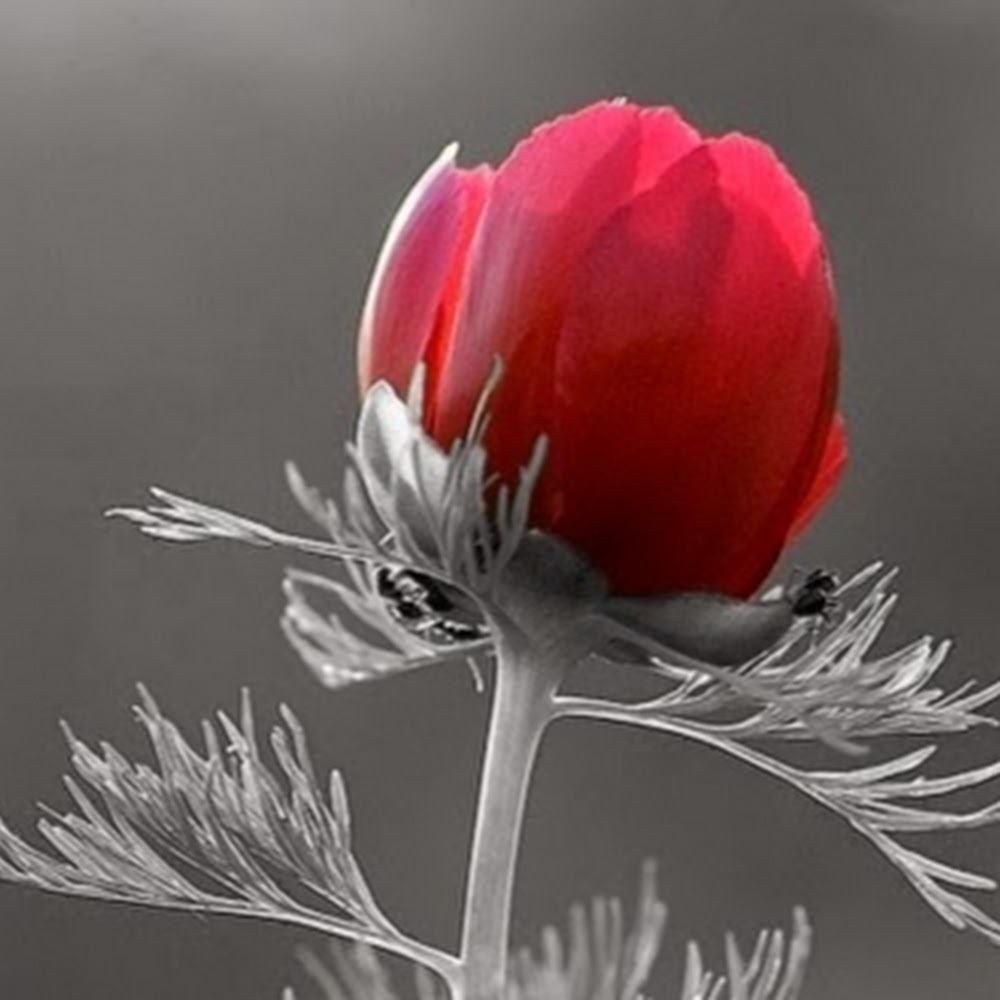 Meet your Posher, Charlotte